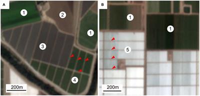 Geospatial analysis of California strawberry fields reveals regional differences in crop rotation patterns and the potential for lengthened rotations at current levels of production